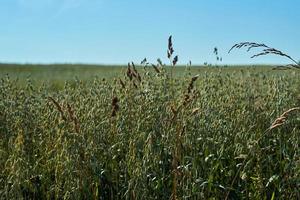 campo com espigas verdes de aveia contra o céu azul em um dia ensolarado, agricultura foto