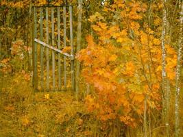 cerca, portão de madeira, entrada do jardim, folhas douradas, fundo de outono foto