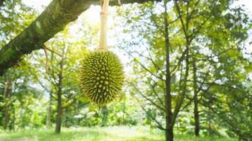 conceito de fruta tailandesa e durian foto