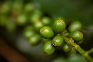 cerejas de café. grãos de café na árvore de café, galho de uma árvore de café com frutos maduros com orvalho. imagem do conceito. foto