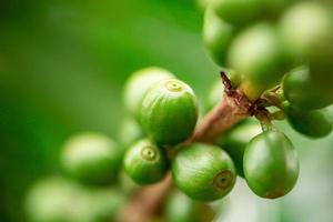 cerejas de café. grãos de café na árvore de café, galho de uma árvore de café com frutos maduros com orvalho. imagem do conceito. foto