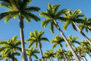 bela vista para palmeiras imperiais na floresta tropical