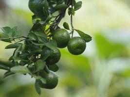 árvore azeda de frutas cítricas laranja no fundo da natureza foto