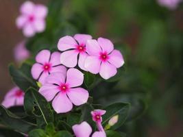 nome comum índia ocidental, madagascar, trazer olho, índio, capa, rosa-rosa, vinca, jasmim caiena, pervinca rosa, velha empregada nome científico catharanthus roseus flor tem cor rosa foto