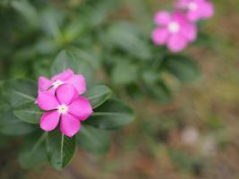 nome comum índia ocidental, madagascar, trazer olho, índio, capa, rosa-rosa, vinca, jasmim caiena, pervinca rosa, velha empregada nome científico catharanthus roseus flor tem cor rosa foto