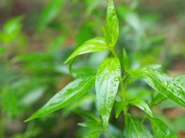 rei dos amargos científico andrographis paniculata burm, parede. ex nees, fah talai jhon, ervas tailandesas aliviam a dor de garganta, reduzem a febre, aquecem o frio folhas verdes vegetais natureza coronavírus covid19 foto