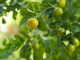 árvore azeda de frutas cítricas laranja no fundo da natureza, kumquats, cumquats citrus japonica thunb foto