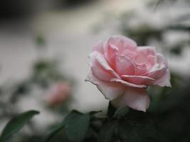 flor de cor rosa florescendo no jardim turva de fundo da natureza, copie o conceito de espaço para escrever design de texto no fundo da frente para banner, cartão, papel de parede, página da web, cartão de dia dos namorados foto