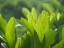 closeup natureza vista da folha verde no jardim no verão sob a luz solar. paisagem de plantas verdes naturais usando como plano de fundo ou papel de parede. foto