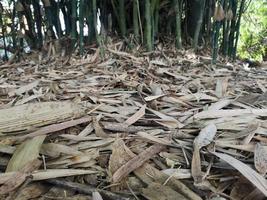 arbusto de bambu verde natureza fundo folhas de bambu secas caem debaixo da árvore foto