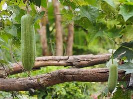 luffa acutangular, cucurbitaceae verde vegetal fresco no jardim no fundo da natureza foto