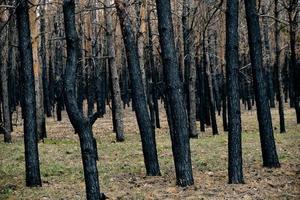 floresta queimada, árvores carbonizadas, incêndios florestais e desastres ambientais. foto