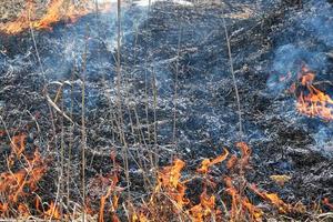 incêndio de capim seco e juncos, incêndios de poluição ambiental. foto