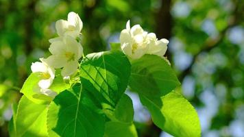galho de uma macieira com flores brancas balança ao vento em raios de manhã, sol de primavera.