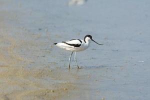 avoceta recurvirostra avosetta ave aquática foto