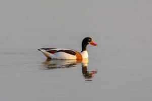 Shelduck comum tadorna tadorna nadando no pantanal, parque natural de mallorca espanha foto