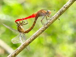 grandes libélulas vermelhas e amarelas acasalam contra um fundo natural foto