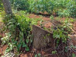 hortaliças natureza jardim paisagem ecológica com fazenda, flores, sol, cachoeira, jardinagem do dia da terra verão fotografia de fundo imagens naturais foto