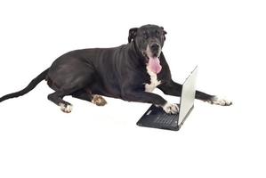lindo cachorro grande com laptop foto