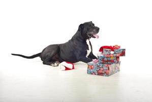 cachorro com presentes de natal foto