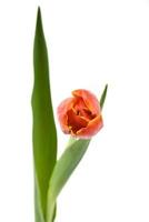 tulipa de botão vermelho foto