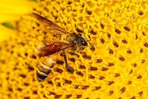feche uma abelha no girassol. foto