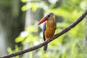 martim-pescador de bico de cegonha empoleirado no galho na tailândia. foto