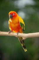 sun conure papagaio empoleirar-se no galho na tailândia. foto