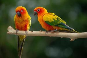 sun conure papagaio empoleirar-se no galho na tailândia. foto