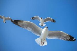 gaivota no céu na Tailândia foto