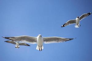 gaivota no céu na Tailândia foto