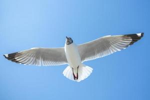 gaivota no céu na Tailândia foto