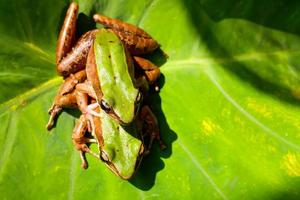 perereca-de-olhos-vermelhos em folha de palmeira grande, perereca-de-olhos-vermelhos, agalychnis callidryas. foto