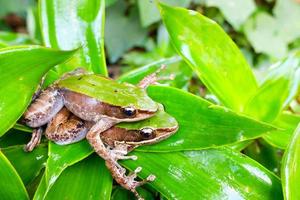 perereca-de-olhos-vermelhos em folha de palmeira grande, perereca-de-olhos-vermelhos, agalychnis callidryas. foto