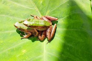 perereca-de-olhos-vermelhos em folha de palmeira grande, perereca-de-olhos-vermelhos, agalychnis callidryas. foto