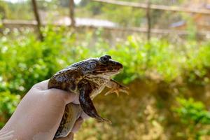 mão de agricultor segurando um lindo sapo mãe para testar a raça. foto