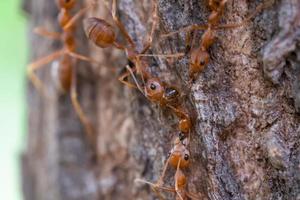 equipe de ação da formiga vermelha trabalha para alimentos na casca, selecione o foco do olho e desfoque ao redor, macro foto