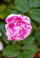 rosa perfumada em plena floração foto