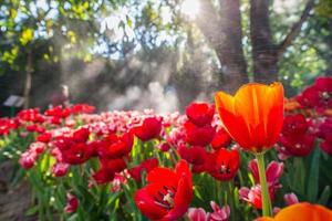 o campo de flores de tulipa no jardim com o sol da manhã.