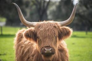 a vaca das terras altas na fazenda da ilha churchill em phillip island, estado de vitória da austrália. foto