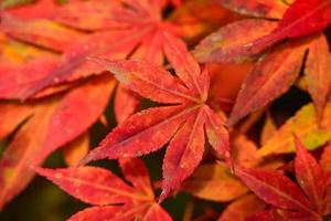 fundo de folhas de bordo outonais molhadas coloridas em uma manhã foto