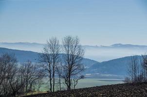 árvores e neblina no inverno foto