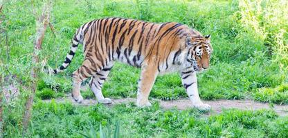 tigre em um zoológico de vida selvagem - um dos maiores carnívoros da natureza. foto