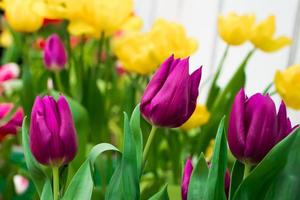 crescendo tulipas. flores frescas no campo da fazenda. foto