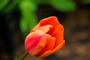 flor de tulipa close-up. cultivo de tulipas em casa. foto