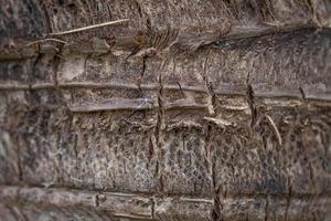 textura de tronco de coqueiro