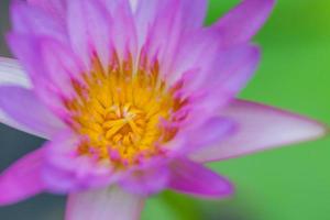 flor de lótus roxa, tailândia