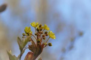 pequenas flores amarelas florescem nos arbustos, natureza da primavera foto