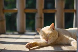 gato dourado dormindo no chão de madeira com fundo de cerca de bambu. foto