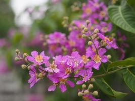 bungor, lagerstroemia floribunda jack ex blume violeta flor árvore no fundo da natureza do jardim foto